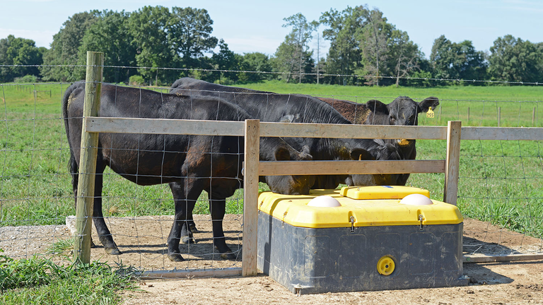WaterWell 4 in summer