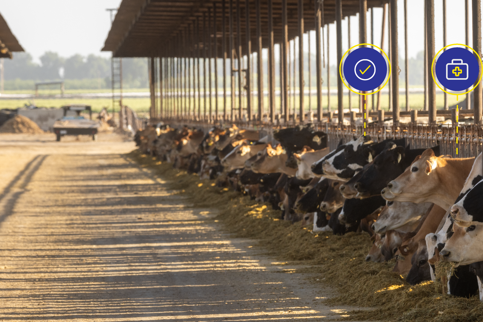 Cow behavior working for you