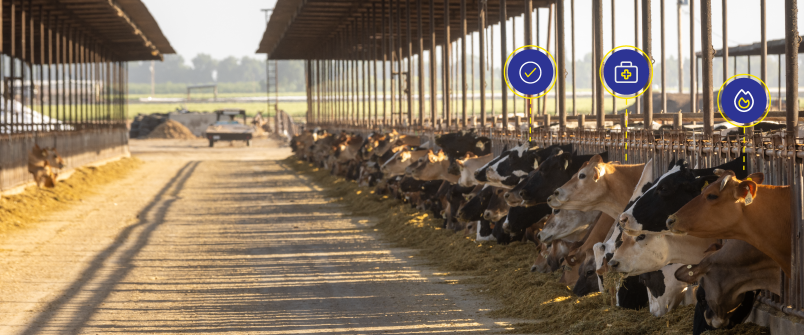 Cow behavior working for you