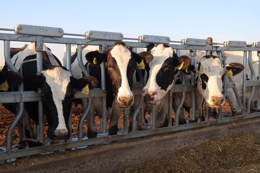 Cows in barn NAM