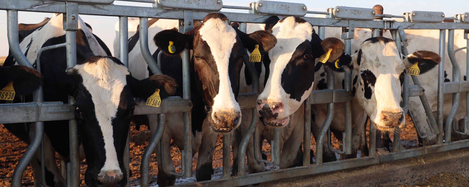 Cows in barn NAM